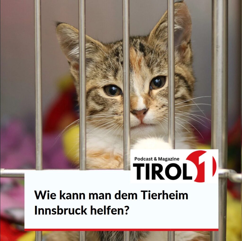 Wie kann man dem tierheim innsbruck helfen