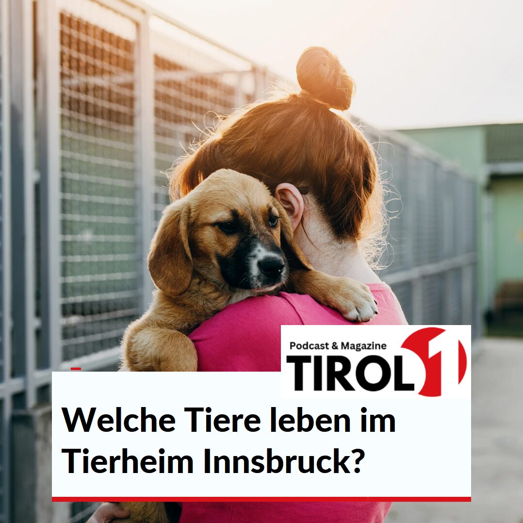 welche tiere leben im tierheim innsbruck
