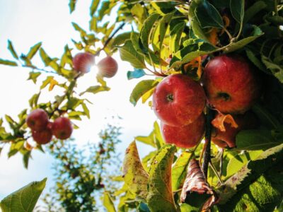 apfelbaum im herbst schneiden