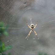 mit dieser pflanze kommt keine spinne mehr ins haus