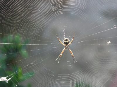 mit dieser pflanze kommt keine spinne mehr ins haus