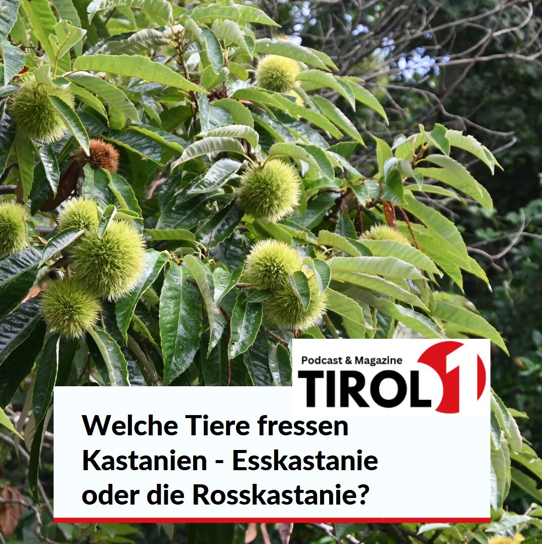 Welche Tiere fressen Kastanien - Esskastanie oder die Rosskastanie?