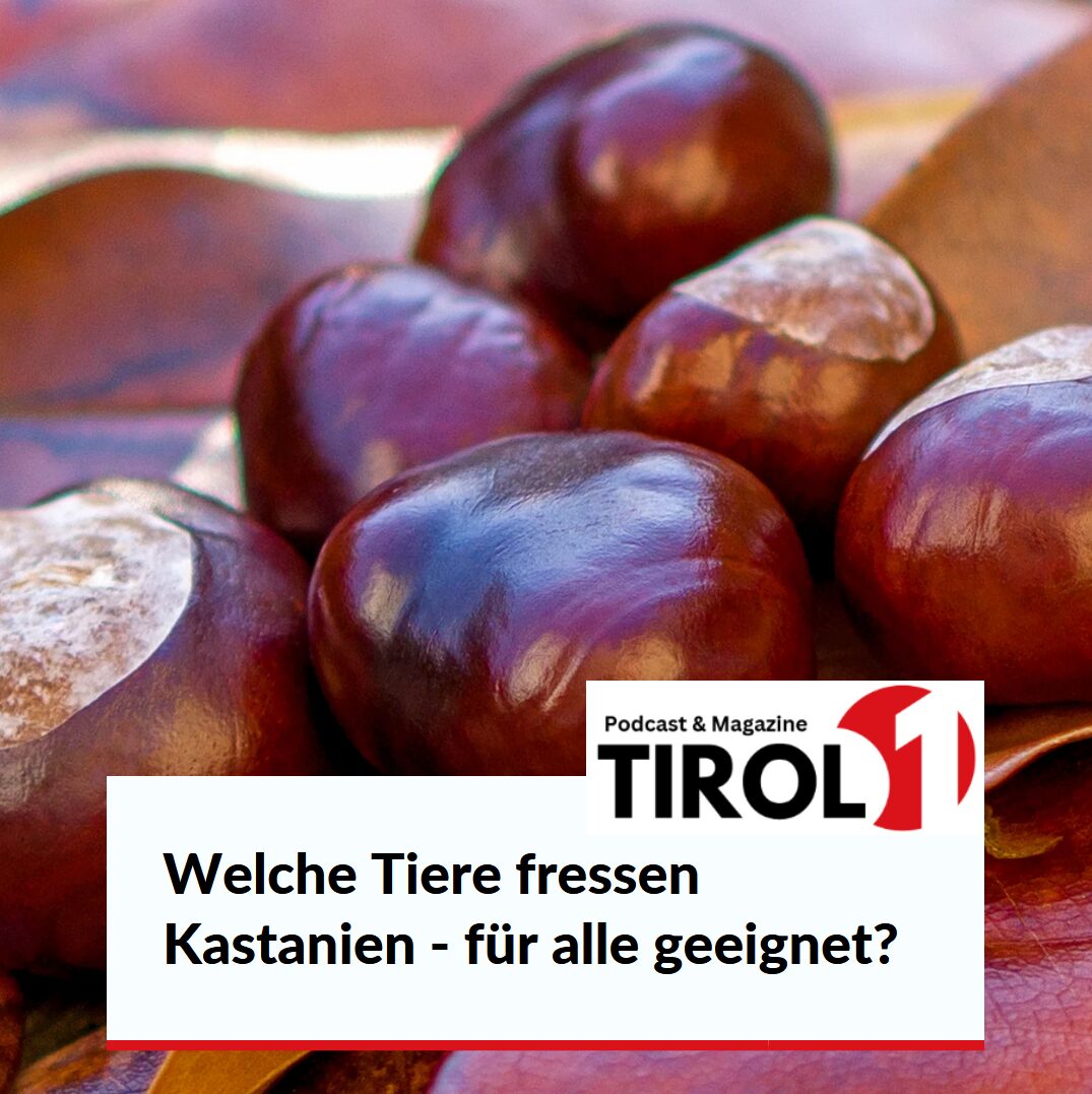 Welche Tiere fressen Kastanien - für alle geeignet?