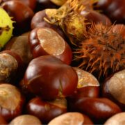 welche tiere fressen kastanien