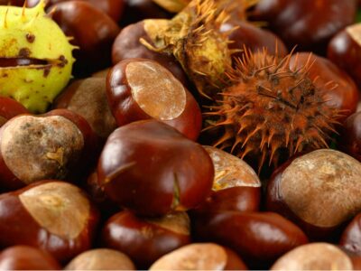 welche tiere fressen kastanien