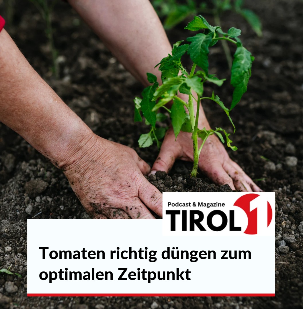 Die Wachstumsphasen nutzen Tomaten richtig düngen zum optimalen Zeitpunkt