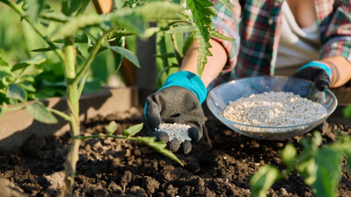 Dünger für Tomaten selber machen Die besten natürlichen Rezepte